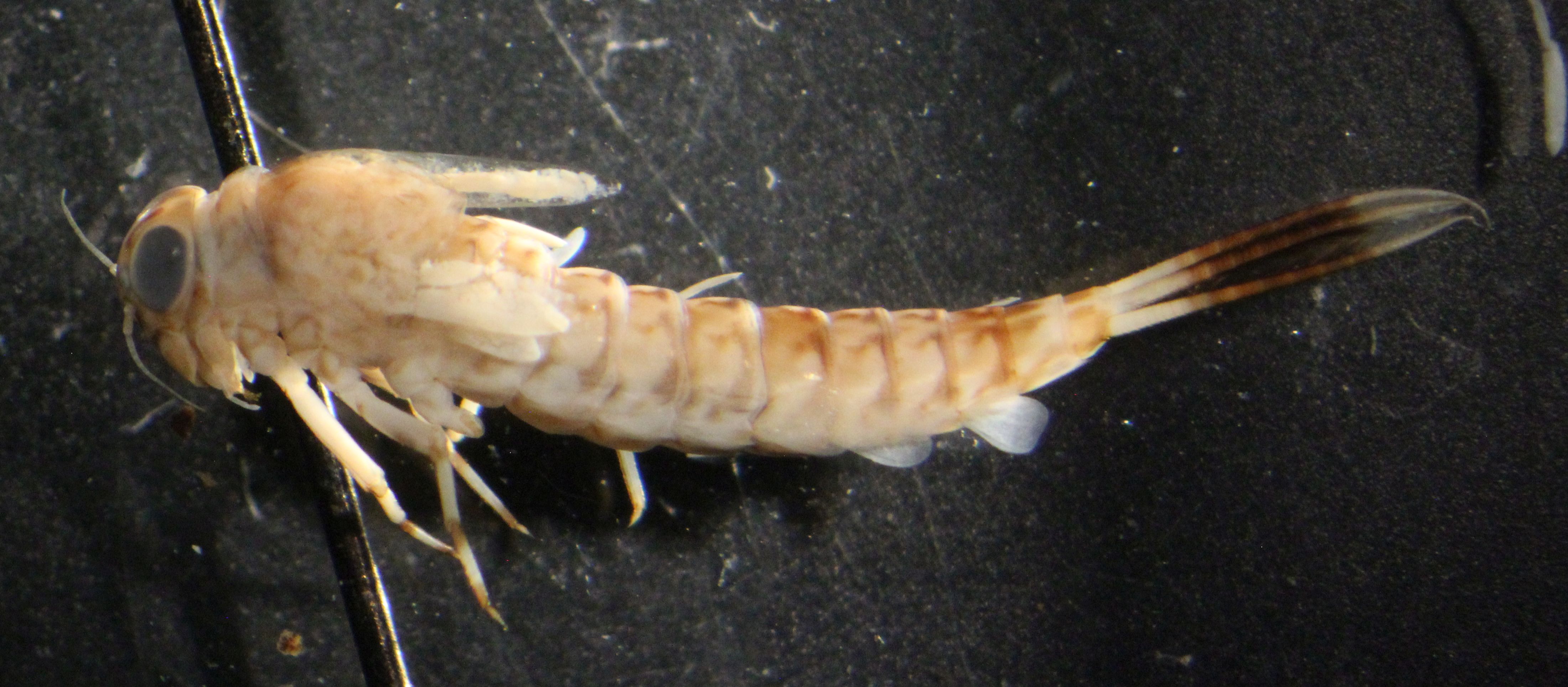 Ameletidae